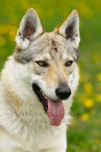 Crying Wolf Wolfy